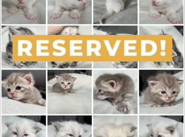 Adorable Norwegian forest kittens