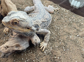 Bearded dragon for sale