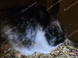 13 week old netherland dwarf buck