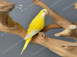 Baby Yellow Quaker,30
