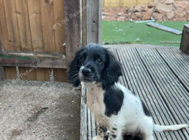 Last Cocker pup