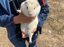 All cream guinea pig