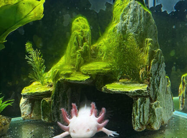 2 axolotl and full set up