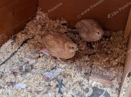 4 male quails for sale