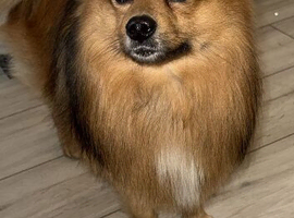 Pom/Spitz for sale (male)