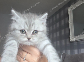 Two male bristish short hairs rare markings
