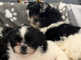 Shihtzu x Llapso