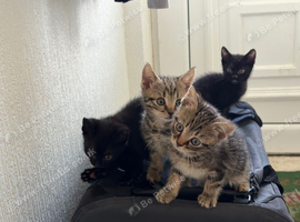 4 male kittens ready to leave now