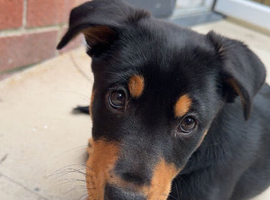 14 week old kelpie x collie puppy