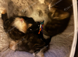 Scottish fold & ragdoll mix