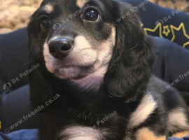 Stunning black and cream kc registered longcoat mini dachshund