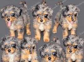 Miniature bernadoodle girl