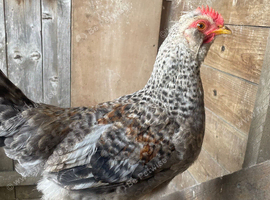 Lovely 3 month old cockerel for sale