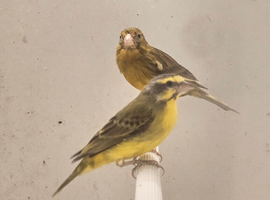 Green singer finch