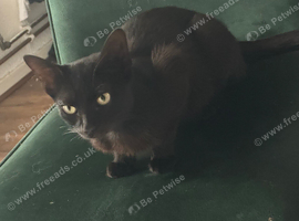 Skye (Korat Mix)