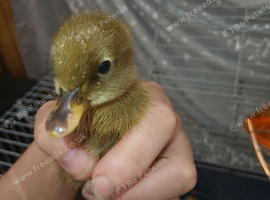 1 week old runner ducklings