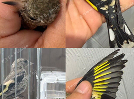 Young goldfinch for sale X3