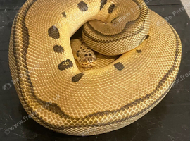 Royal pythons