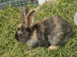 Baby Lionheads