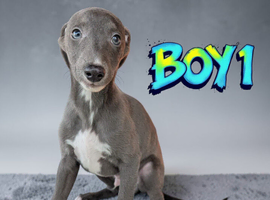 Beautiful blue whippet puppies