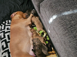 Beautiful staff X puppies