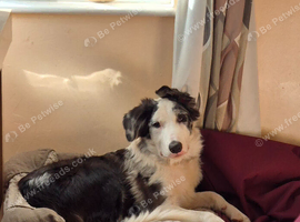 7 month old blue merle border collie dog