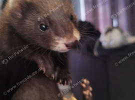 Baby ferrets available 14 weeks old