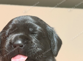 Fantastic Labrador Litter