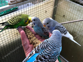 Beautiful Tame Budgies For Sale