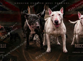 English Bull Terrier Male Pup