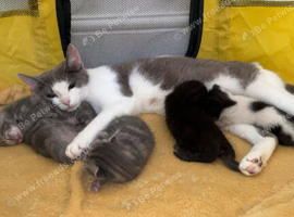 Kittens7724