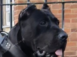 PRESA CANARIO pup for sale