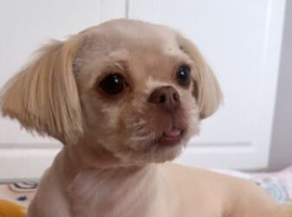 Girl imperial shihtzu