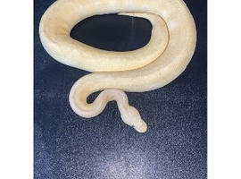 Pastel, banana clown royal python