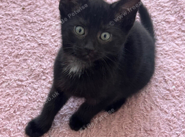 2 beautiful kittens left