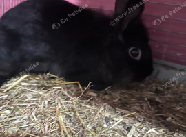 REHOMING CARLO