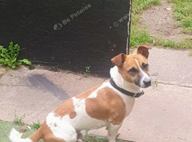 Male Jack Russell for sale