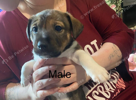 Jack Russell puppies for sale