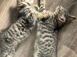 Maine coon x kittens both male 11 weeks