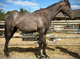 Sport Horse yearling Gelding to make 16hh+