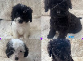 CAVAPOO PUPPiES
