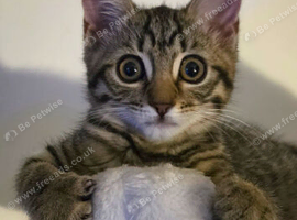 Female Tabby kitten