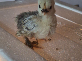 Bantam chicks for SALE