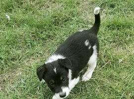 Border Collie Pups