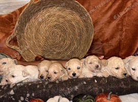 Poochon puppies