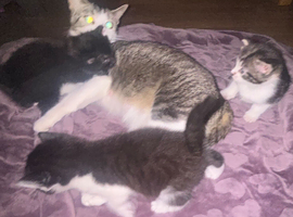 3 beautiful female kittens