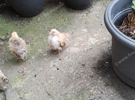 Two micro serama chicks
