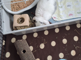 White and black mini lop 5months