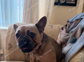 Female French bulldog