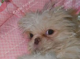 4 months shih tzu need gone today asap